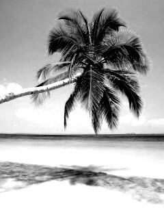 Пальма на лазурном берегу обои