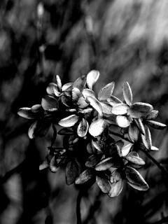 Увядший цветок обои