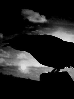 Чёрный ворон обои