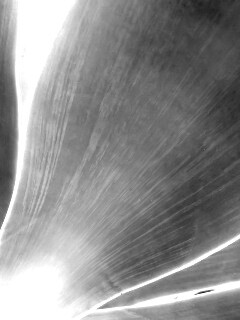 Макро фото травинки обои