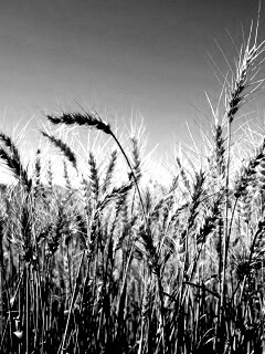 Пшеничные колосья обои