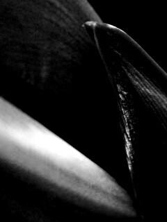 Макро фото цветка обои