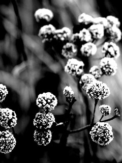 Иний на растении обои