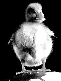 Утёнок на глобусе обои