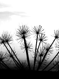 Зонтичное соцветие обои