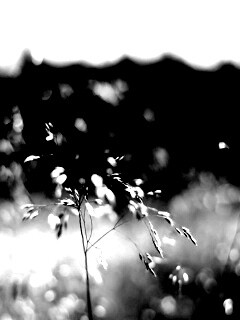 Трава на солнце обои