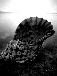 Морская раковина обои