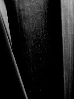 Сочная травинка обои