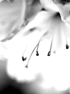 Цветок орхидеи обои