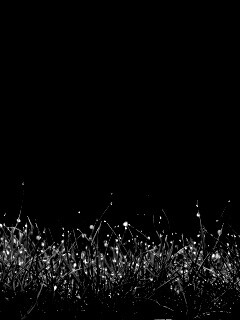 Трава после дождя обои