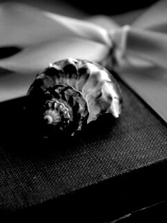 Ракушка на подарочном альбоме обои