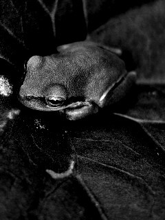 Лягушка на листике обои