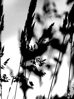 Золотистый закат обои