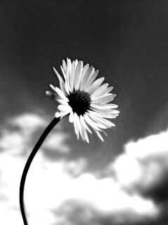 Ромашка на фоне неба обои
