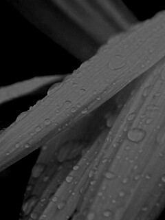 Капли на желтом лепестке обои