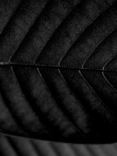 Листик обои