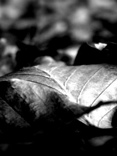 Мертвые листья обои