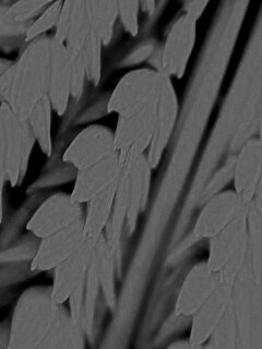 Оранжевое соцветие обои