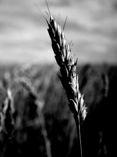 Колосок обои