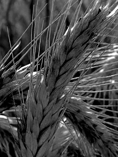 Зреющий колос обои