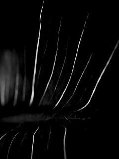 Широкий лист обои