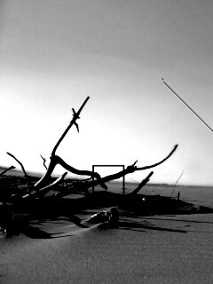 Сухостой в песках обои