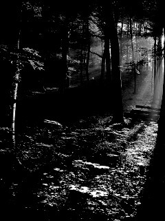 Лес в золотом сиянии обои