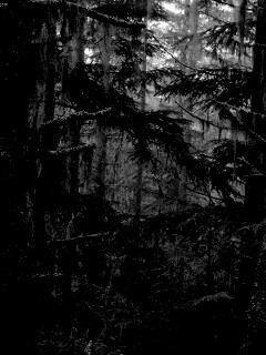 Темная чаща обои
