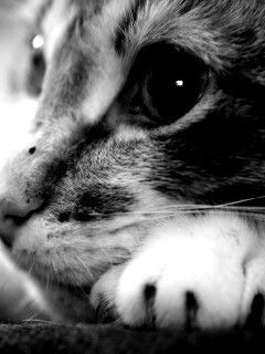 Мордочка на лапаках обои