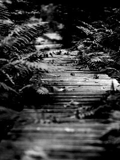 Деревянная дорожка обои