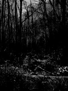 Мрачная чаща обои