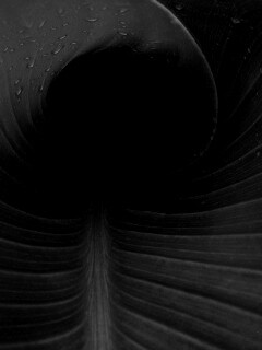 Свернутый в трубочку лист обои