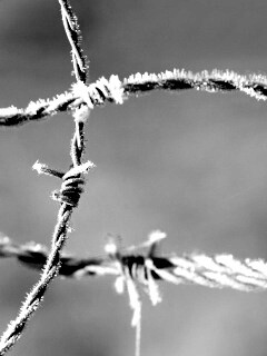 Замерзшая колючая проволока обои