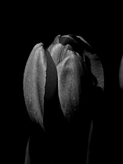 Распускающийся тюльпан обои