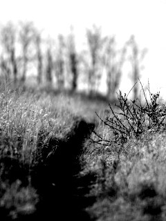 Тропинка в поле обои