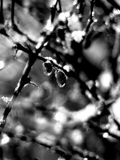 Замерзшие ягоды обои