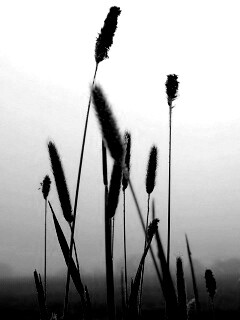 Травинки на фоне золотого неба обои