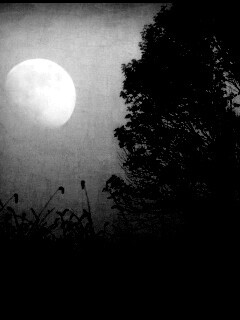 Дерево ночью обои