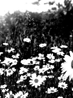 Солнечные ромашки обои