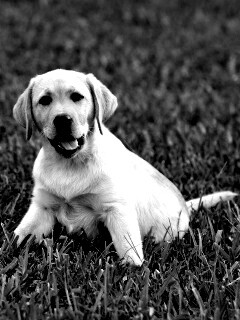 Щенок лабрадора в траве обои