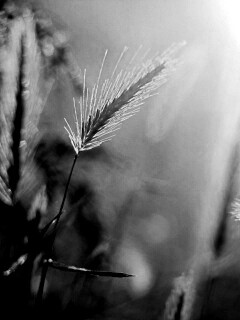 Травинки на солнце обои