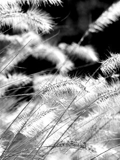 Травинки на ветру обои