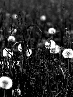 Поле одуванчиков обои