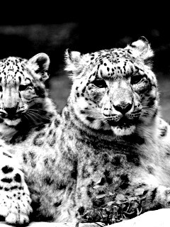 Самка снежного барса с котенком обои