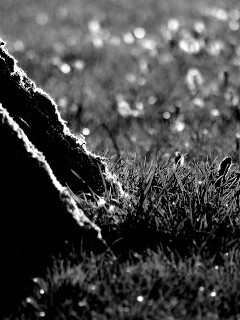 Дерево в траве обои