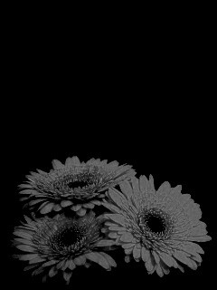 Красные герберы обои