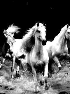 Тройка конец в море обои