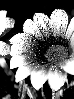 Два цветка обои