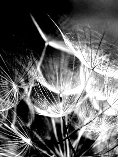 Семена одуванчика обои