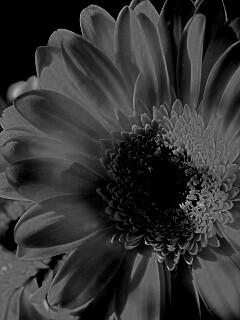 Желтый гербер обои